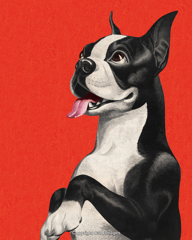 Illustration of Boston Terrier Dog on Bright Red Background