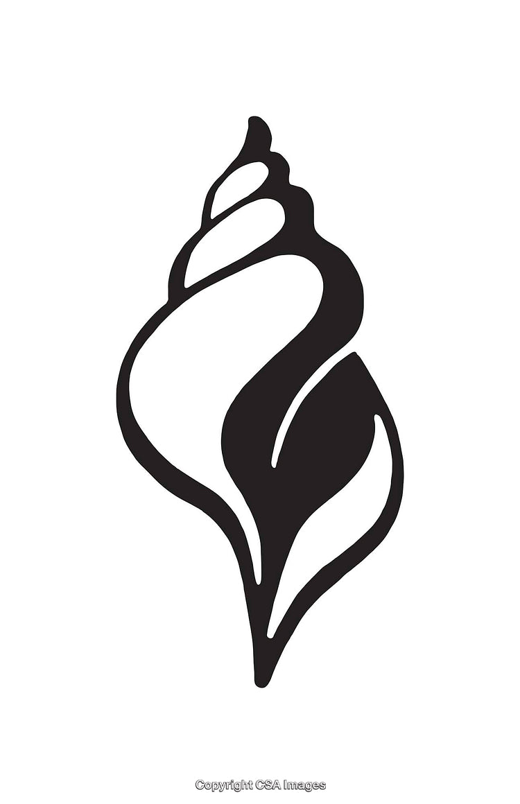 Minimalist Black and White Line Art Illustration of a Conch Shell