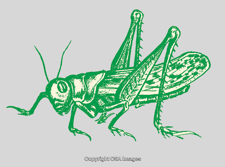 Green Grasshopper Line Art on a Minimalist Gray Background