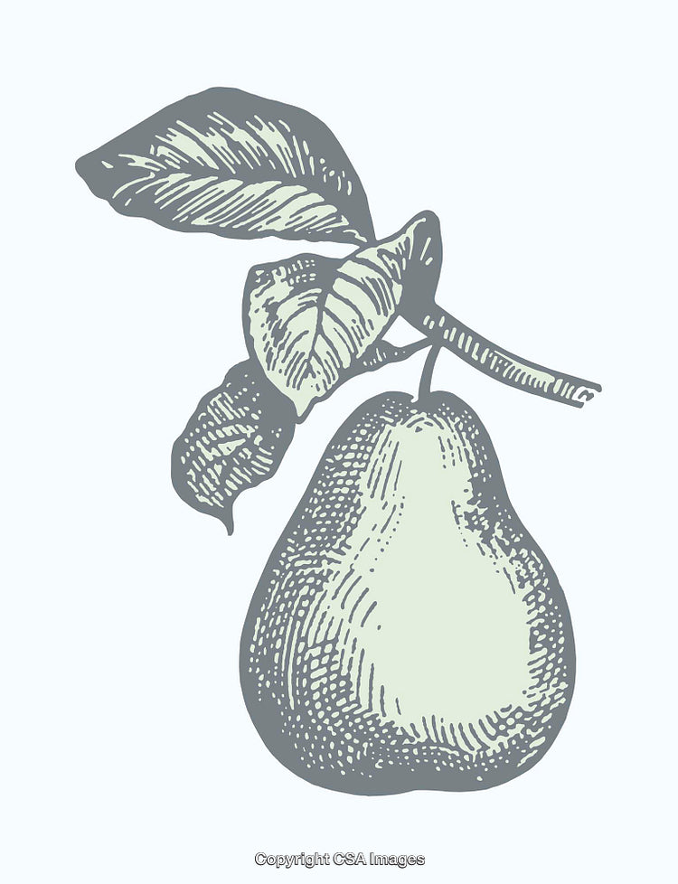 Detailed Color Line Art Illustration of a Pear with Leaves