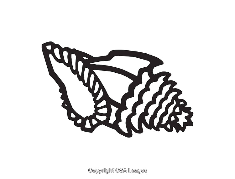 Black and White Line Art Illustration of a Detailed Seashell