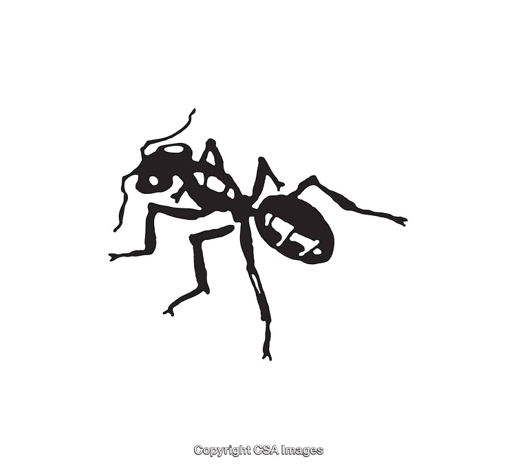Black and White Line Art Illustration of an Ant on a White Background
