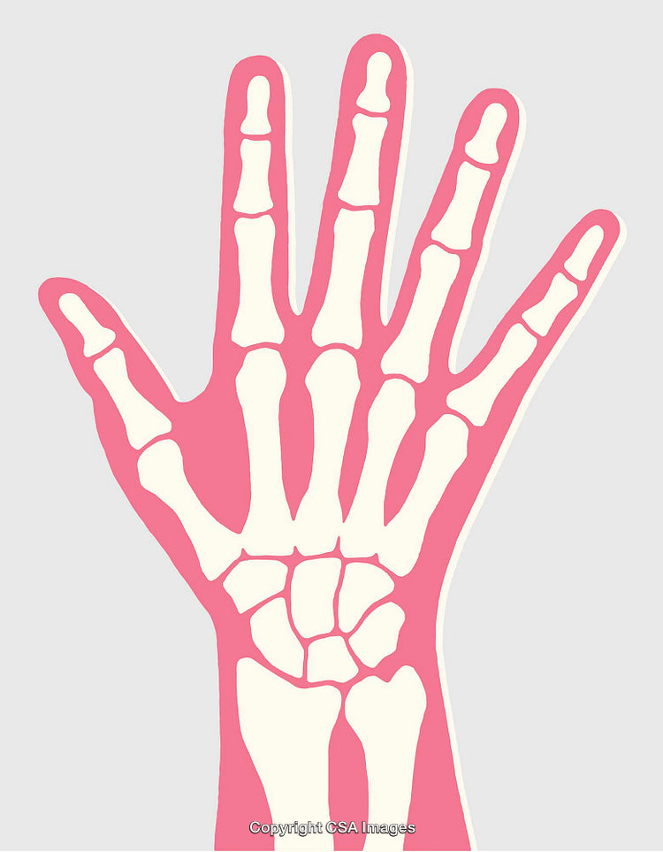 Colorful Anatomical Illustration of a Human Hand Skeletal Structure