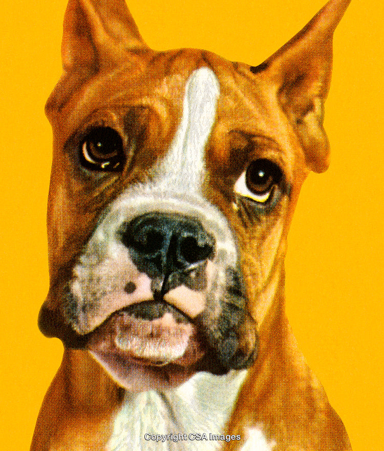 Close-Up of Dog Portrait with Vibrant Yellow Background