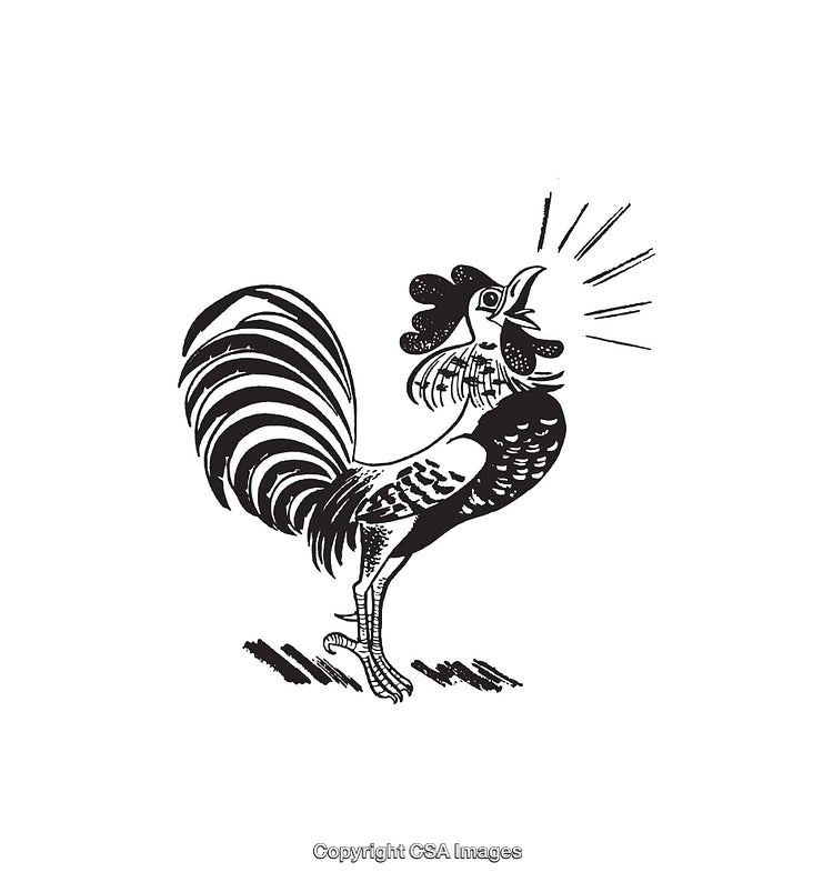 Black and White Line Art of a Crowing Rooster in Dynamic Detail