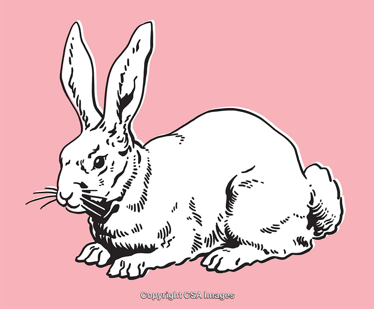 Vintage Line Art Illustration of a Rabbit on a Pastel Pink Background