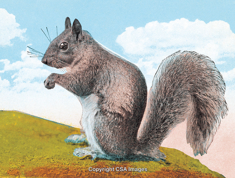 Vintage-Style Illustration of a Squirrel in a Natural Setting
