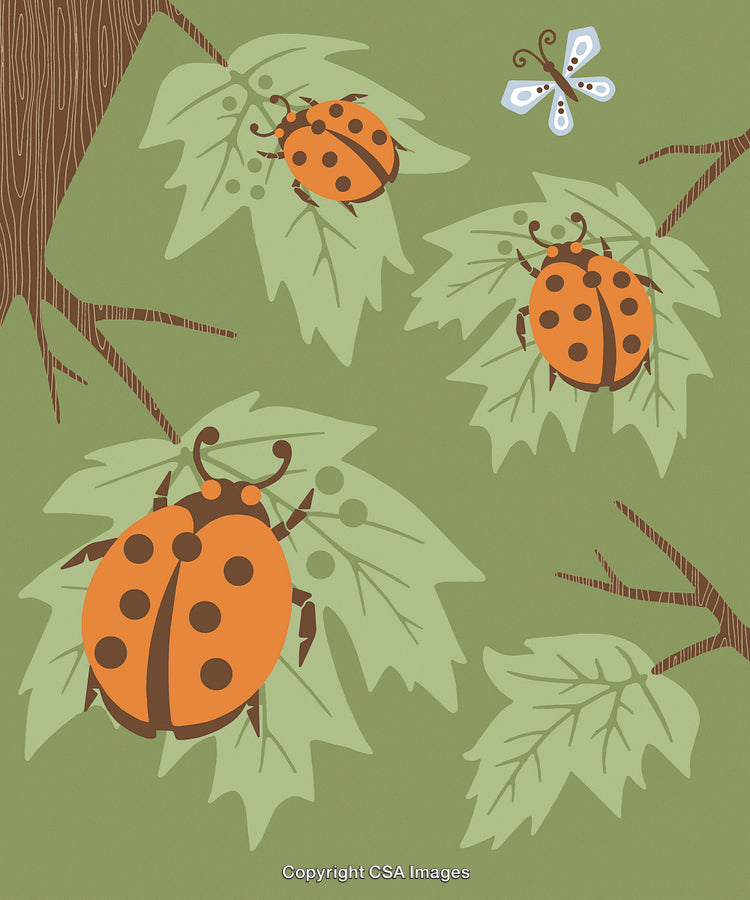 Colorful Ladybugs and Butterfly on Leaves Illustration