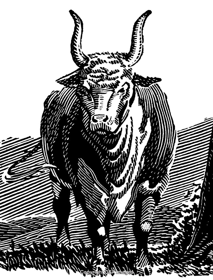 Detailed Black and White Engraving of a Bull Standing in a Field