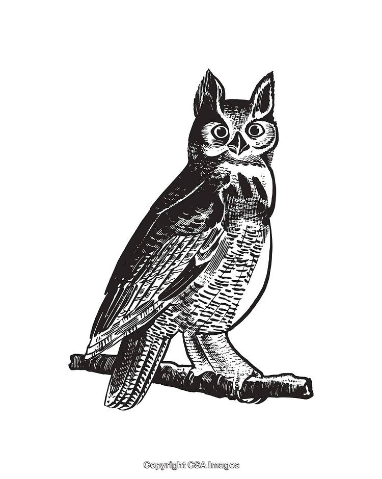 Hand-Drawn Black and White Illustration of a Perched Owl