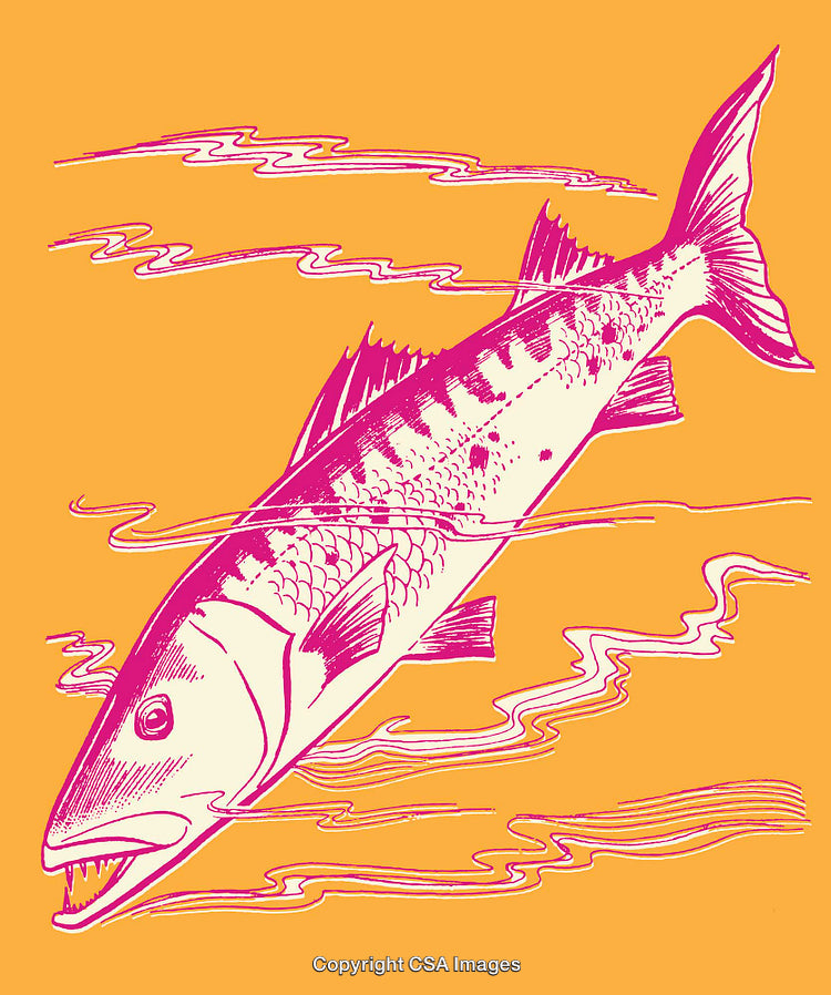 Vibrant Pink Barracuda Illustration on a Bold Orange Background