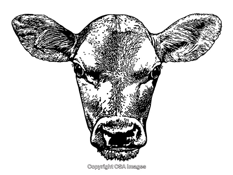 Detailed Black and White Engraving of Cow Portrait with Intricate Features