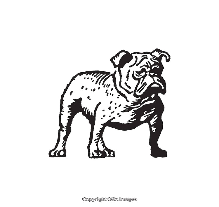 Black and White Illustration of a Bulldog Standing Confidently