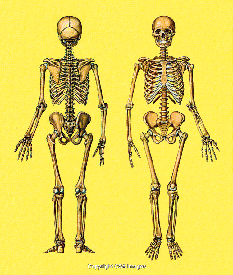 Illustration of Human Skeletons Displayed on a Yellow Background
