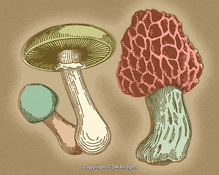 Vintage Illustration of Nature-Inspired Mushrooms in Detailed Artistic Style