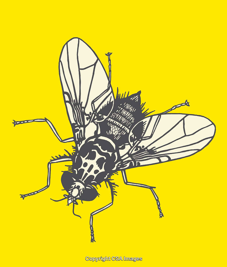 Detailed Line Illustration of a Fly on Bright Yellow Background