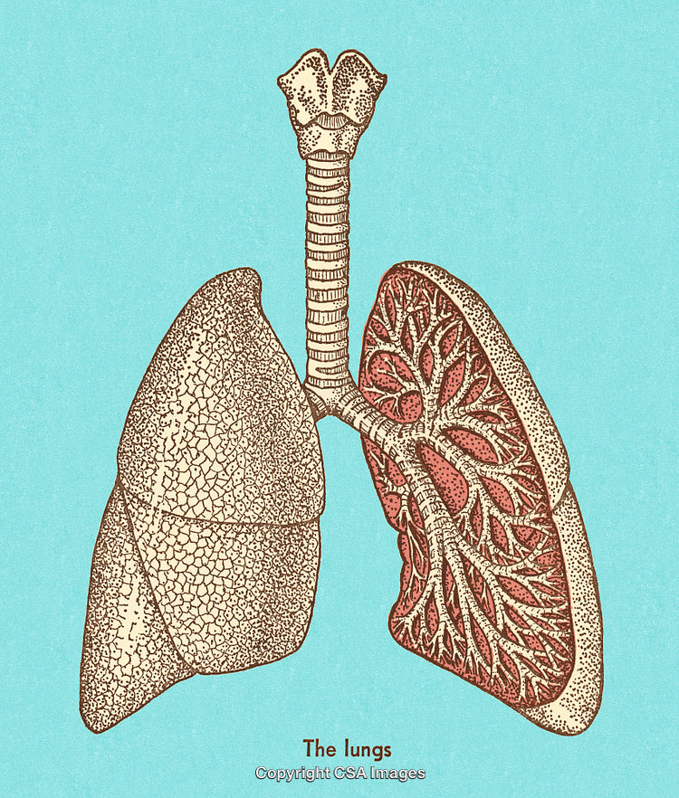 Vintage Illustration of Human Lungs and Respiratory System Anatomy