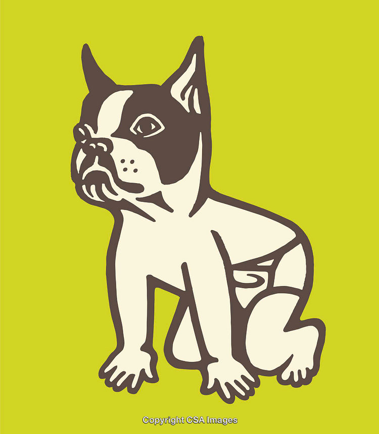 Illustration of a Stylized Boston Terrier with Human-Like Attributes