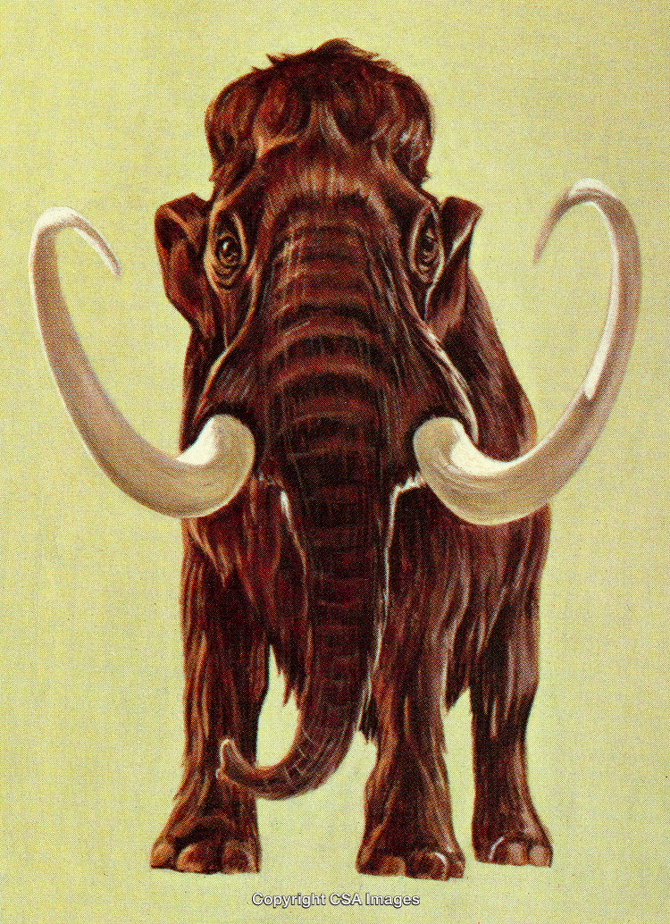 Majestic Woolly Mammoth Illustration with Large Curved Tusks