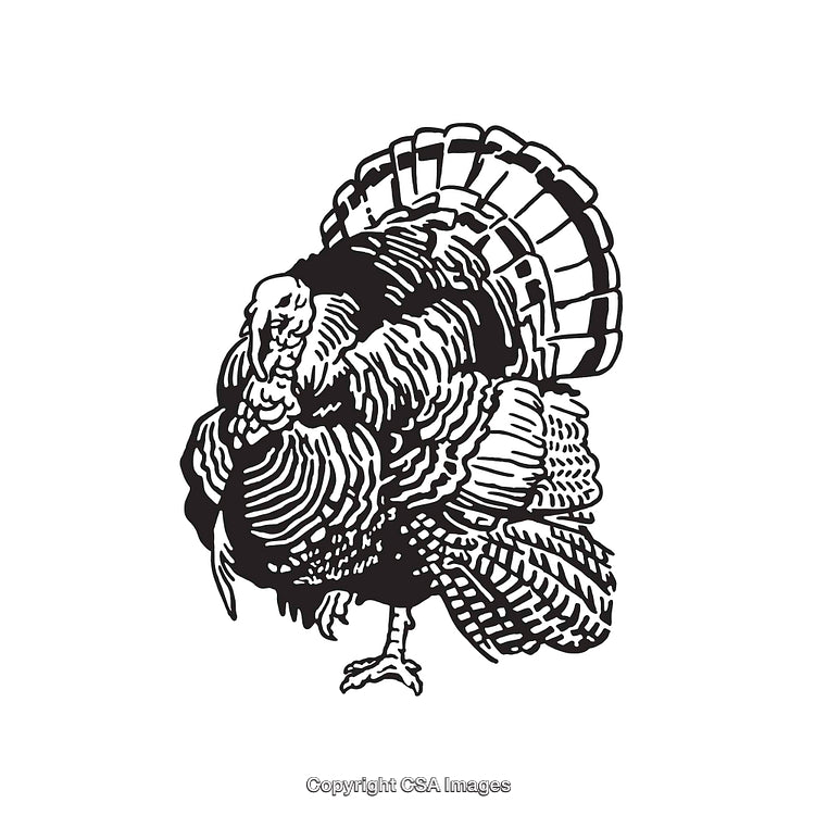 Black and White Turkey Line Art Illustration for Seasonal Holiday Themes