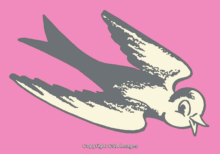 Vintage Swallow Illustration on Pink Vibrant Background