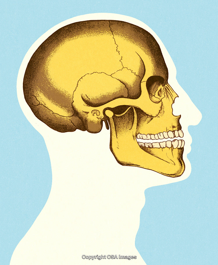 Illustration Highlighting Human Skull Anatomy in Detailed Lateral View