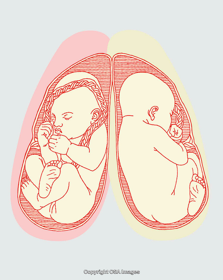 Twin Fetuses in Womb Illustrated With Minimal Color Line Art