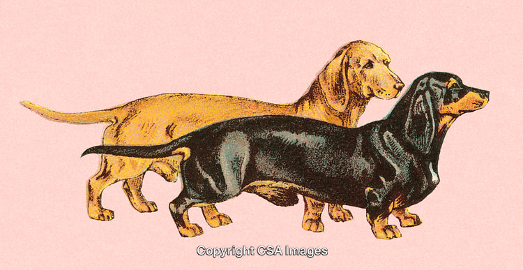 Pair of Dachshunds Illustrated on Soft Pink Background
