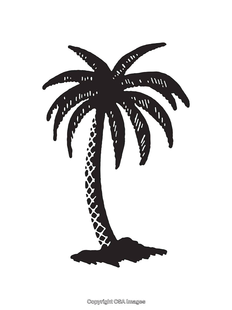 Black and White Line Art Illustration of a Palm Tree Design