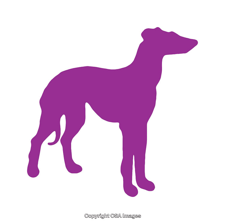 Purple Silhouette of a Standing Greyhound Dog Isolated on White Background