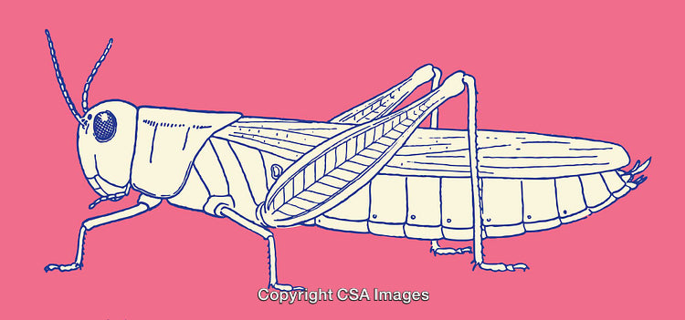 Detailed Line Art Illustration of a Grasshopper on a Vibrant Pink Background