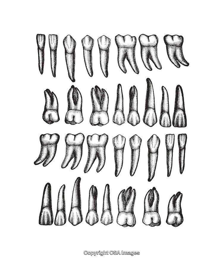 Detailed Black and White Dental Tooth Illustrations in Line Art Style