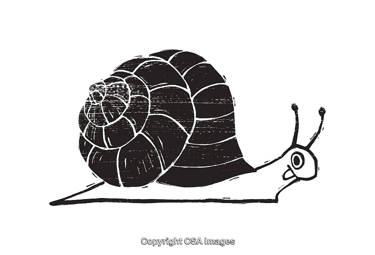 Woodcut Style Illustration of a Snail in Black and White Line Art