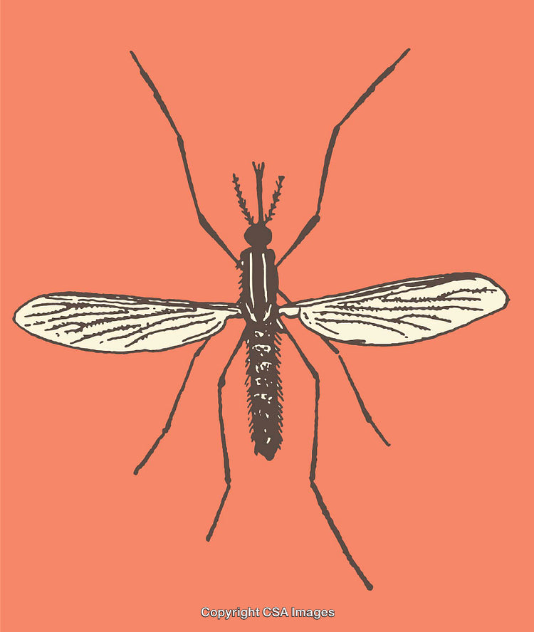 Detailed Line Art Illustration of a Mosquito on an Orange Background