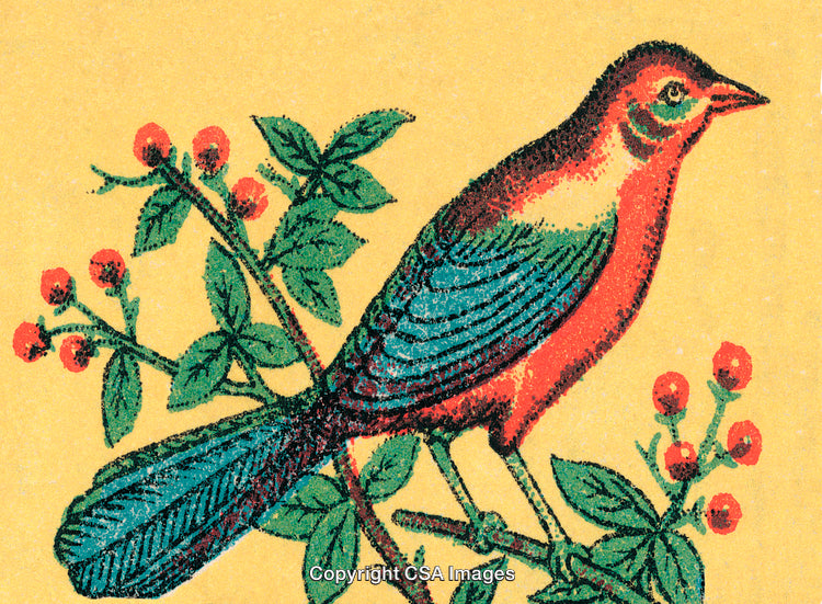 Vintage Illustration of Colorful Bird Perched on Branch with Red Berries