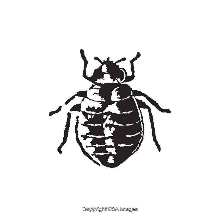 Detailed Black and White Line Art of a Common Insect