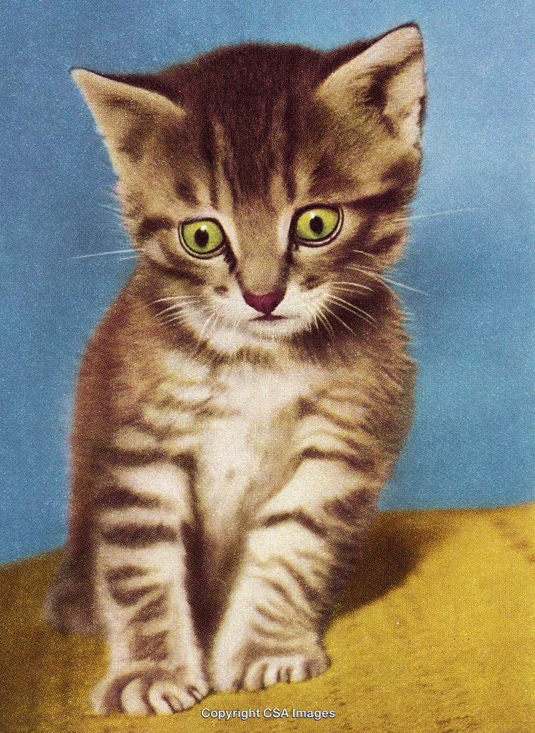 Adorable Tabby Kitten Sitting Calmly with Bright Intriguing Eyes