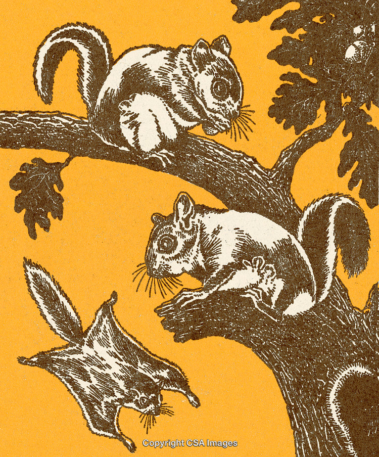 Detailed Illustration of Flying Squirrels in a Forest Scene With Vibrant Colors