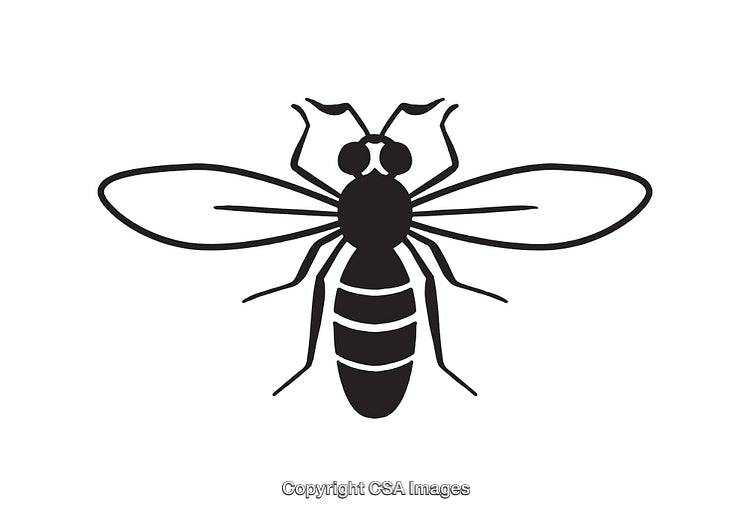 Black and White Line Art Illustration of a Flying Insect