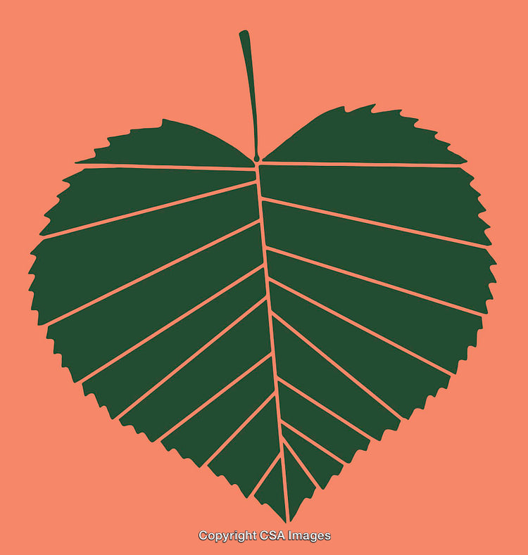 Minimalist Green Leaf Illustration on a Bold Coral Background