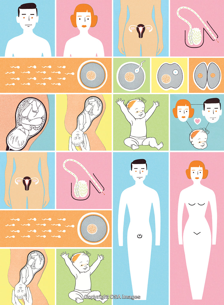 Illustrated Infographic of Human Reproduction and Developmental Stages