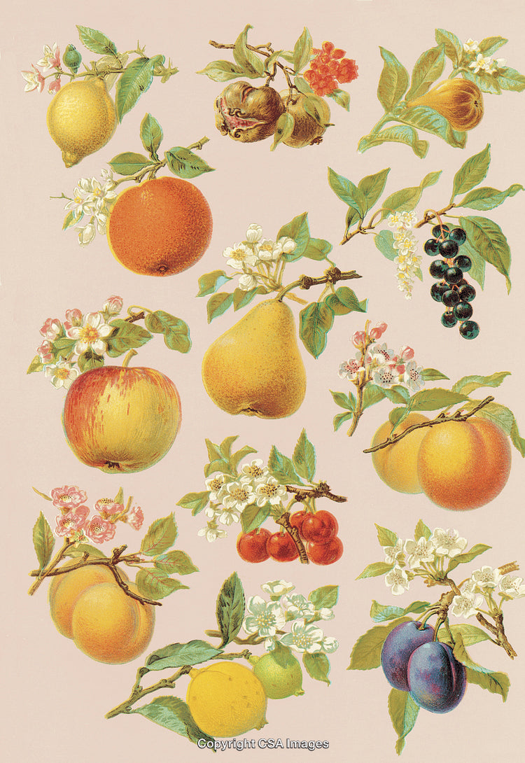 Vintage Illustrations of an Assorted Variety of Fruits With Blossoming Branches