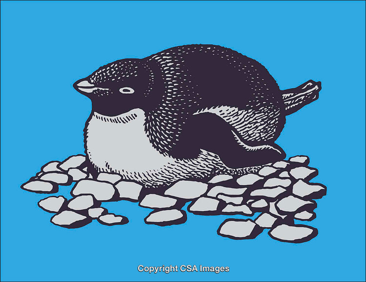 Adelie Penguin Artwork Resting on Pebble Nest