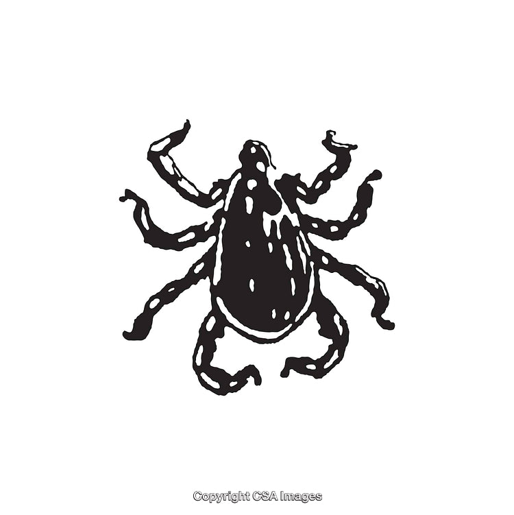 Black and White Line Art Illustration of a Tick