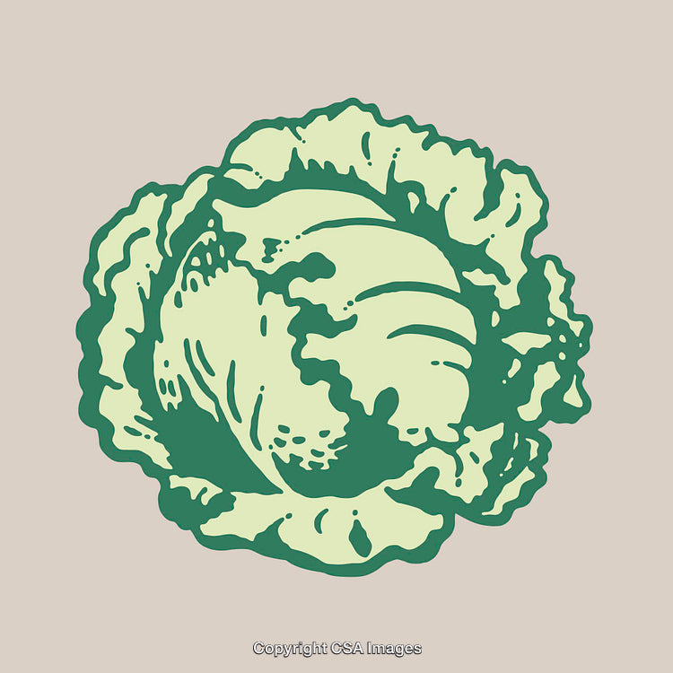 Colorful Line Art Illustration of a Cabbage on a Neutral Background