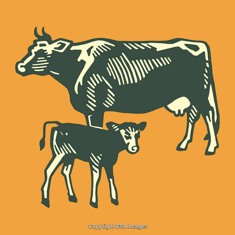 Stylized Line Art of Cow and Calf on an Orange Background