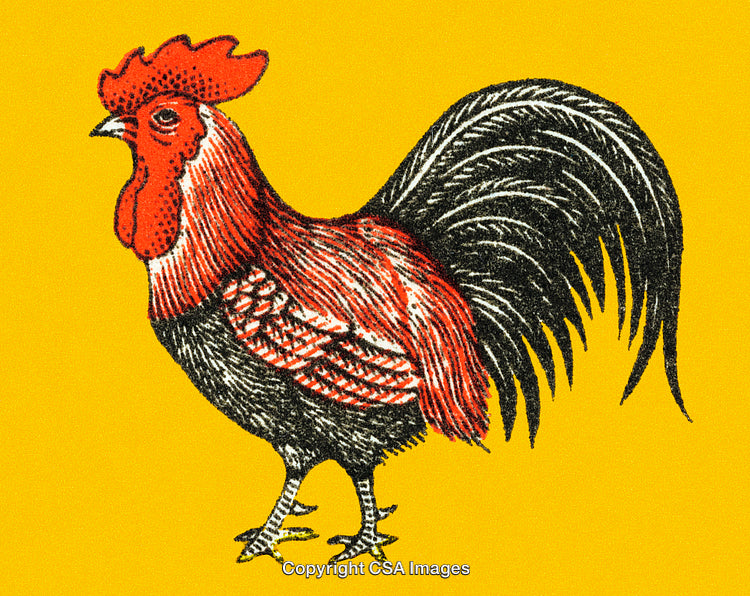Illustration of a Vibrant Rooster on a Yellow Background