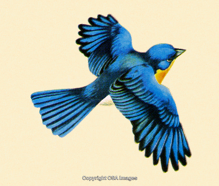 Vibrant Blue Bird in Flight On a Bright Neutral Background