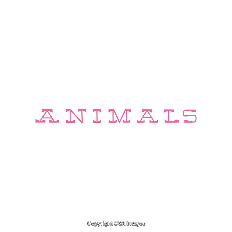 Minimalistic Typography of the Word Animals in Pink on White Background
