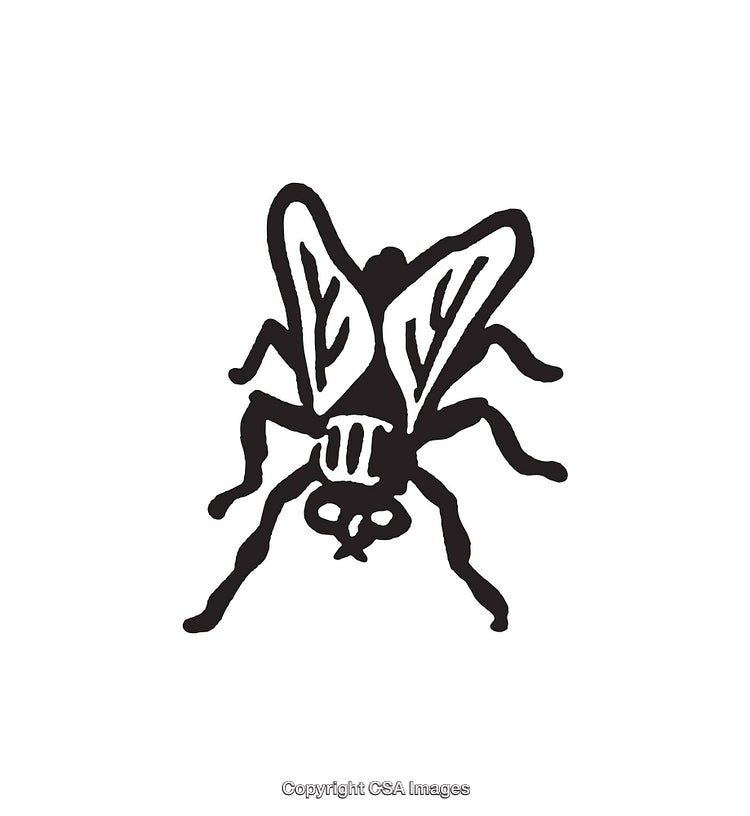 Detailed Black and White Fly Line Art Illustration